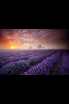 the sun is setting over a lavender field