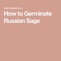 the words how to germinate russian sage are in white letters on a pink background