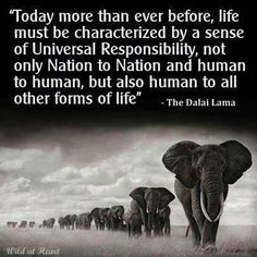 Dalai Lama quote  #Dalai #Lama Eckart Tolle, Journey Quotes, An Elephant, Daily Quotes, Buddhism, Cotton Candy