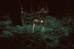 two hands reaching for each other in the middle of a forest with trees and ferns