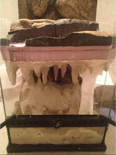 an animal's teeth are displayed in a glass case