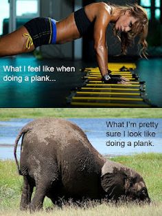 an elephant and a woman doing push ups