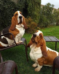 two dogs sitting on lawn chairs in the grass with their paws up to each other