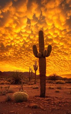 a large cactus standing in the middle of a desert under a colorful sky filled with clouds