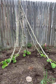 a wooden fence with some plants growing out of the ground in front of it,