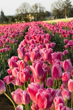 a field full of pink tulips with trees in the background