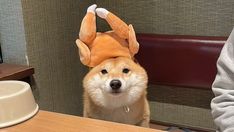 a dog with a stuffed animal hat on its head sitting in front of a table