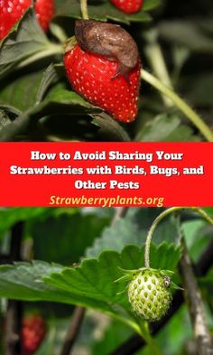 strawberries with birds, bugs and other pests