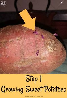 how to grow sweet potatoes in the garden with pictures and instructions on how to use them