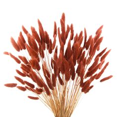 some red flowers are in a vase on a white background