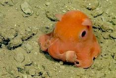 an orange fish is laying on the ground