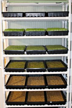 shelves filled with plants and seeding trays