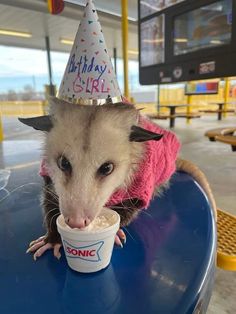 a possum wearing a birthday hat and eating out of a cup on a table