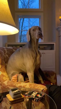 a dog sitting on top of a couch next to a lamp