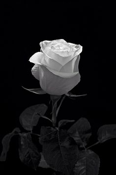 a black and white photo of a rose with the words may the angels bring blessing