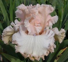 a pink and white flower with green leaves in the background