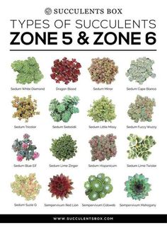 the different types of succulents are shown in this poster