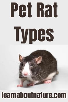 Pet Rat Types Rat Types, Rex Rat, Fancy Rats