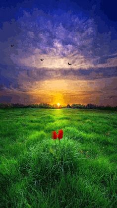 the sun is setting over an open field with grass and flowers in the foreground