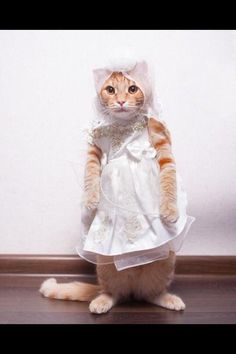 a cat dressed up in a wedding dress