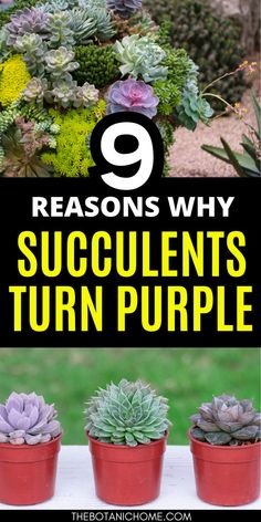 Why is my green succulent turning purple? Important reasons and tips for succulent garden design. Water Succulents, Succulent Garden Outdoor, Different Types Of Succulents, Types Of Succulents Plants, Succulent Garden Landscape, Green Succulents, Low Light House Plants, How To Water Succulents, Indoor Plants Styling