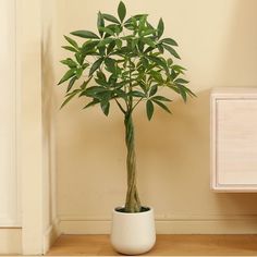 a potted plant sitting on top of a wooden floor next to a white cabinet