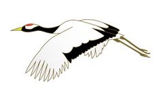 a white and black bird flying in the sky