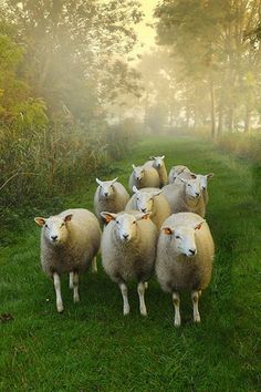 a herd of sheep standing on top of a lush green field next to a forest