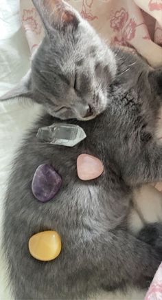 a gray cat sleeping on top of a bed next to a stuffed animal with stones