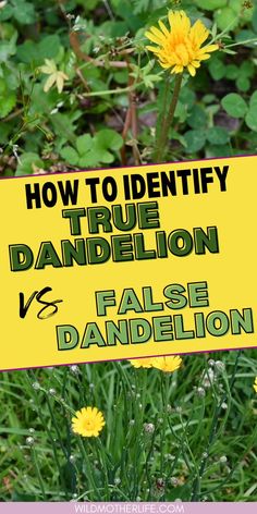 a yellow sign that says how to identify true dandelion vs false dandelion