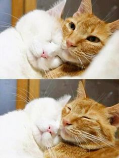 two pictures of an orange and white cat snuggling with another cat's face