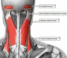 Bowen Technique, Human Muscle Anatomy, Human Anatomy And Physiology