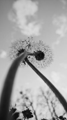 Black and White photo of dandelions again a clear sky Worm's Eye View Photography, Worm's Eye View, The Dandelion, Camera Art