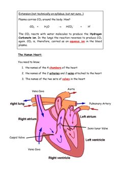 diagram of the human heart with labels on each side and other parts labeled in red