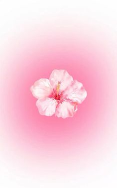 a pink flower on a white background