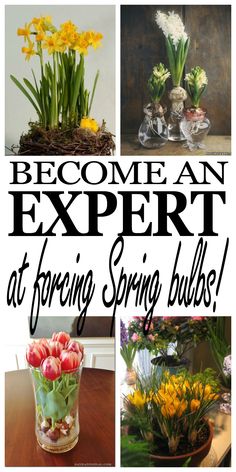 the words become an expert at foraging spring bulbs are shown in four different pictures, including tulips and daffodils