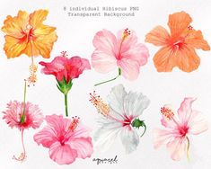 watercolor tropical flowers clipart set with 8 individual colors and transparent background for commercial use