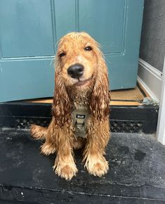 a brown dog sitting on top of a black step next to a blue front door