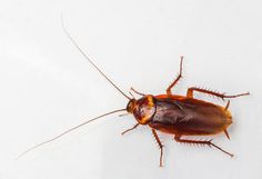 a close up of a cockroach on a white surface