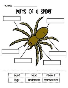 parts of a spider worksheet