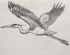 a drawing of a bird flying in the sky