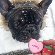 a small black dog holding a heart shaped cookie in it's mouth