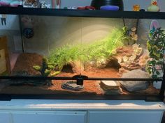 a fish tank filled with plants and rocks