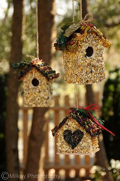 three bird houses hanging from a tree in the yard with birdseed on it's sides