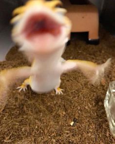 a small gecko standing next to a diamond