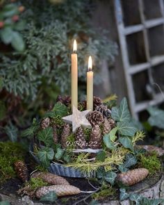 two candles sitting on top of a table surrounded by greenery and pineconis