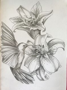 a pencil drawing of flowers and a bird