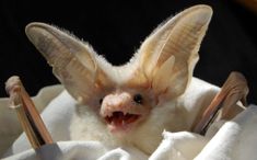 a small bat sitting on top of a white blanket