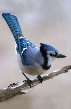 a small blue bird perched on top of a tree branch with snow falling off its wings