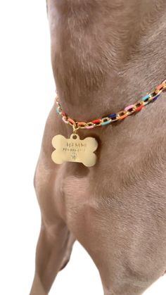 a brown dog wearing a gold plated personalized tag on its collar and chain